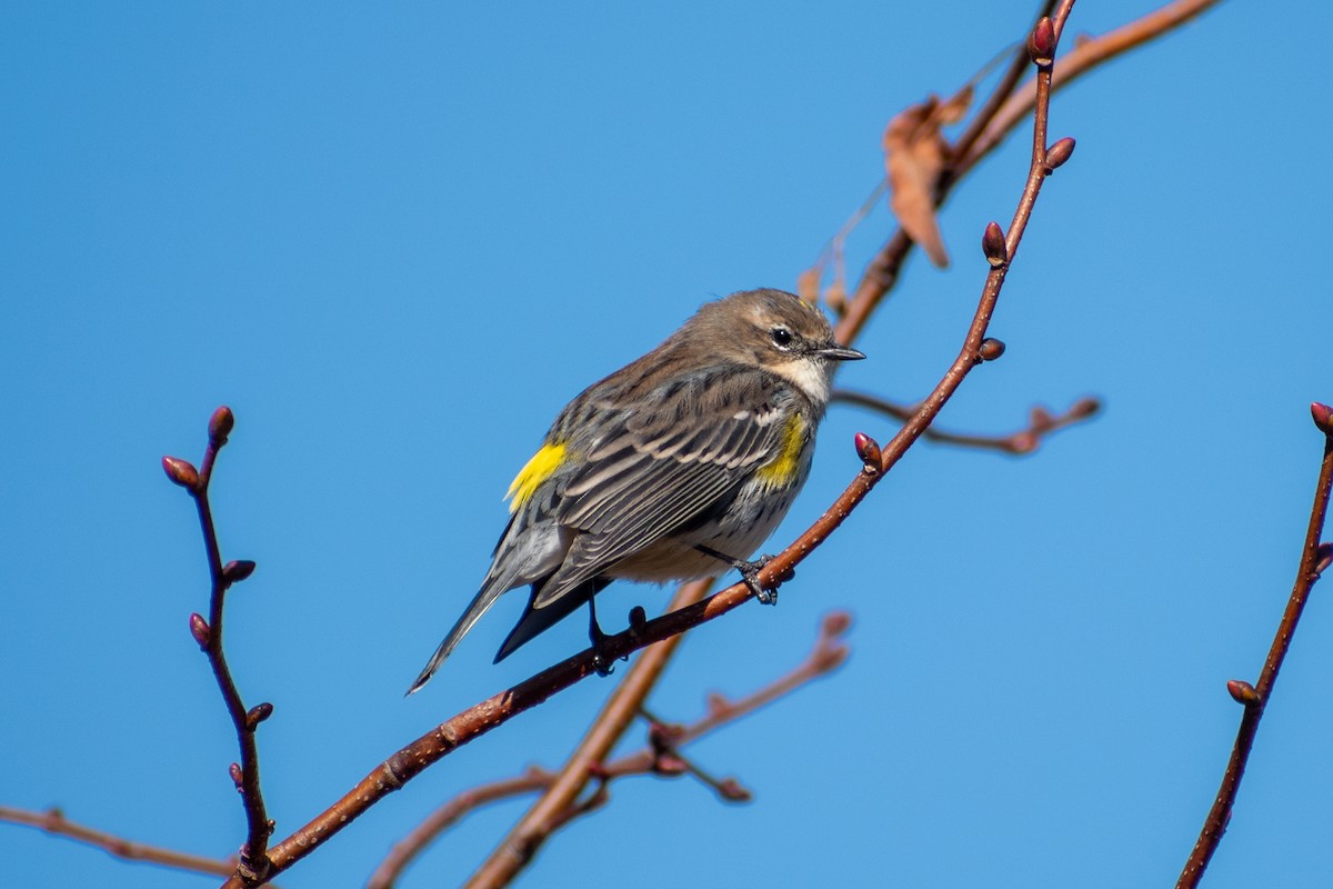 Yellow-rumped Warbler (Myrtle) - ML644179323