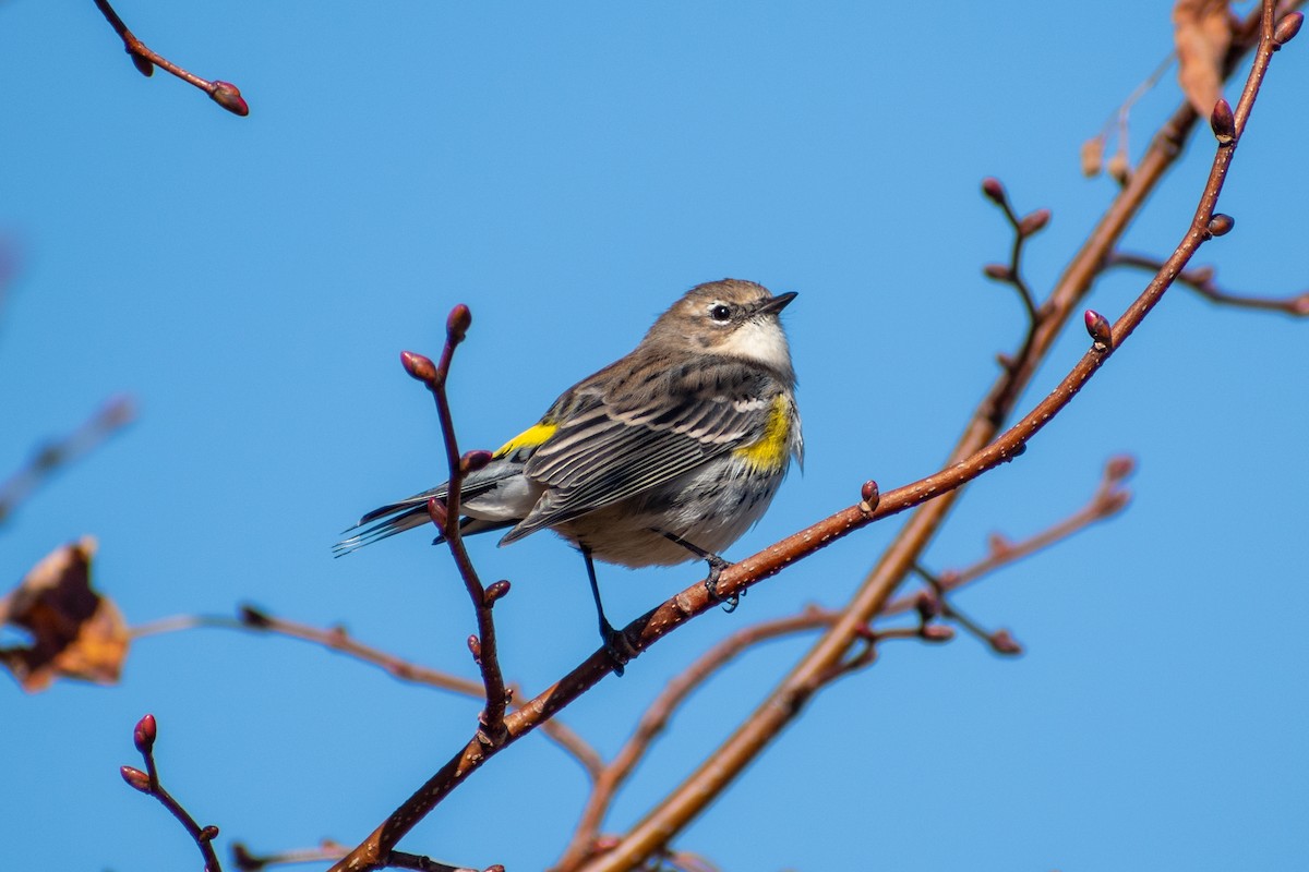 Yellow-rumped Warbler (Myrtle) - ML644179324