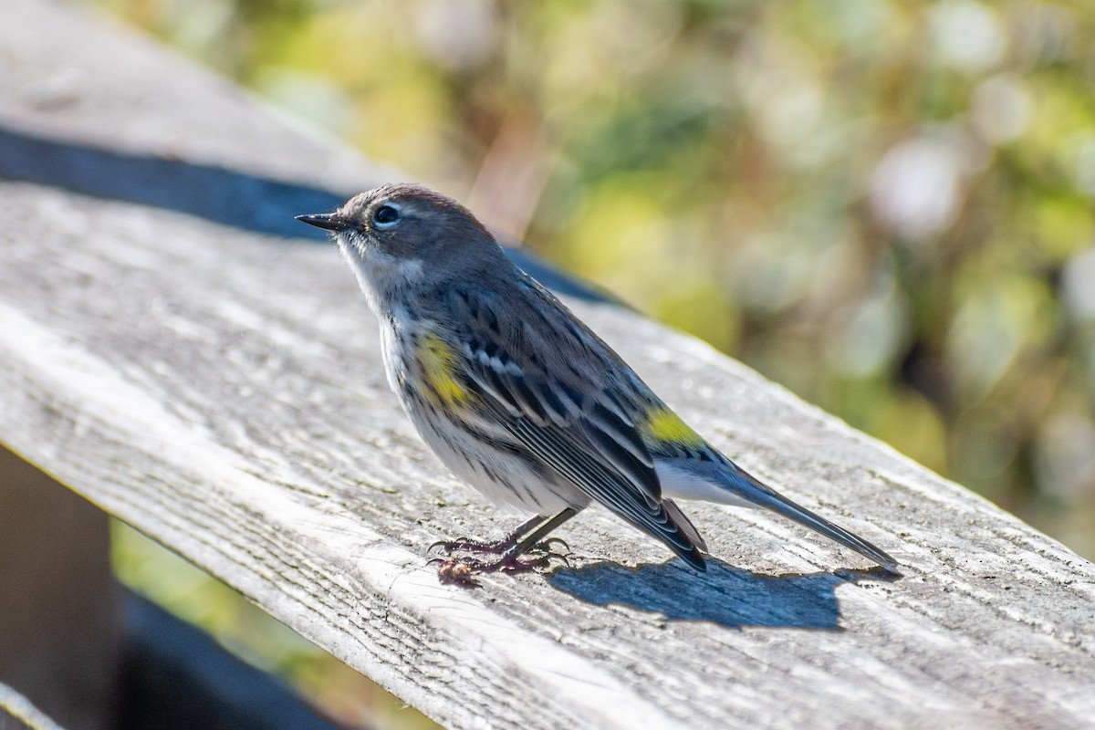 Yellow-rumped Warbler (Myrtle) - ML644179325
