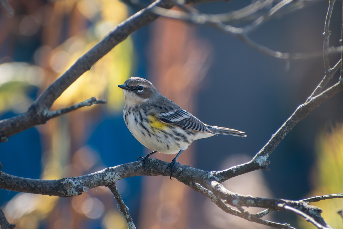 Yellow-rumped Warbler (Myrtle) - ML644179326