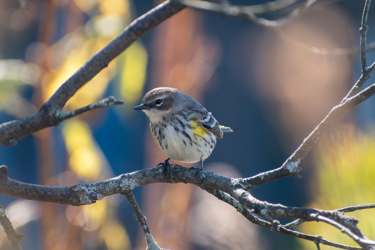 Yellow-rumped Warbler (Myrtle) - ML644179327