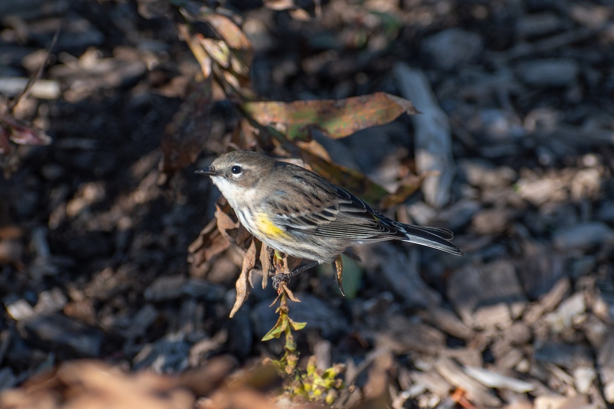 Yellow-rumped Warbler (Myrtle) - ML644179328