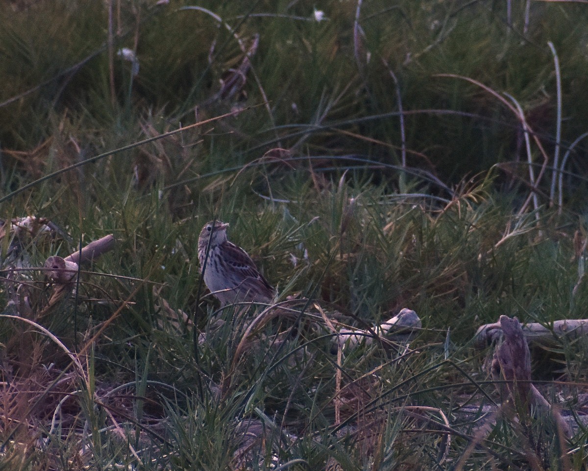 Pipit du Pérou - ML644179331