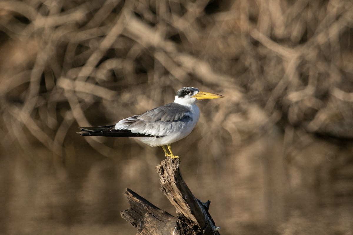 Large-billed Tern - ML644179345