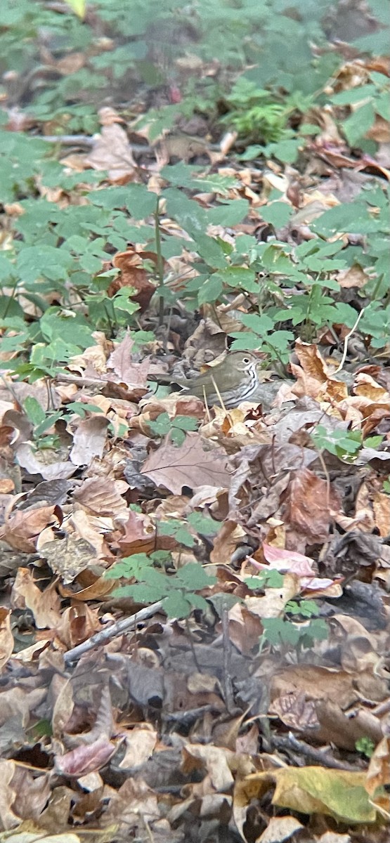 Ovenbird - ML644179350