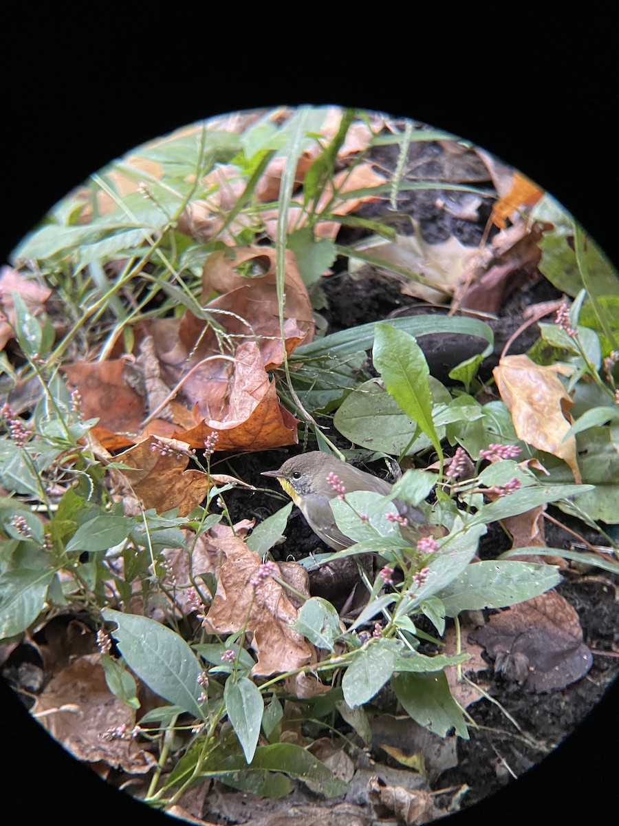 Common Yellowthroat - ML644179357