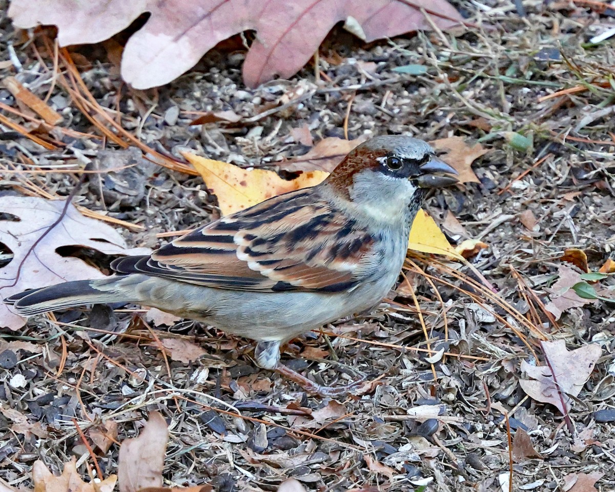 House Sparrow - ML644179364