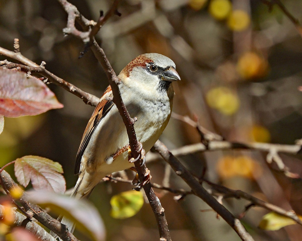 House Sparrow - ML644179367