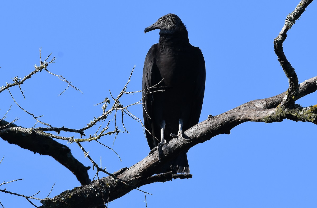 Black Vulture - ML644179391