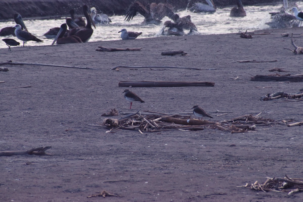Andean Lapwing - ML644179401
