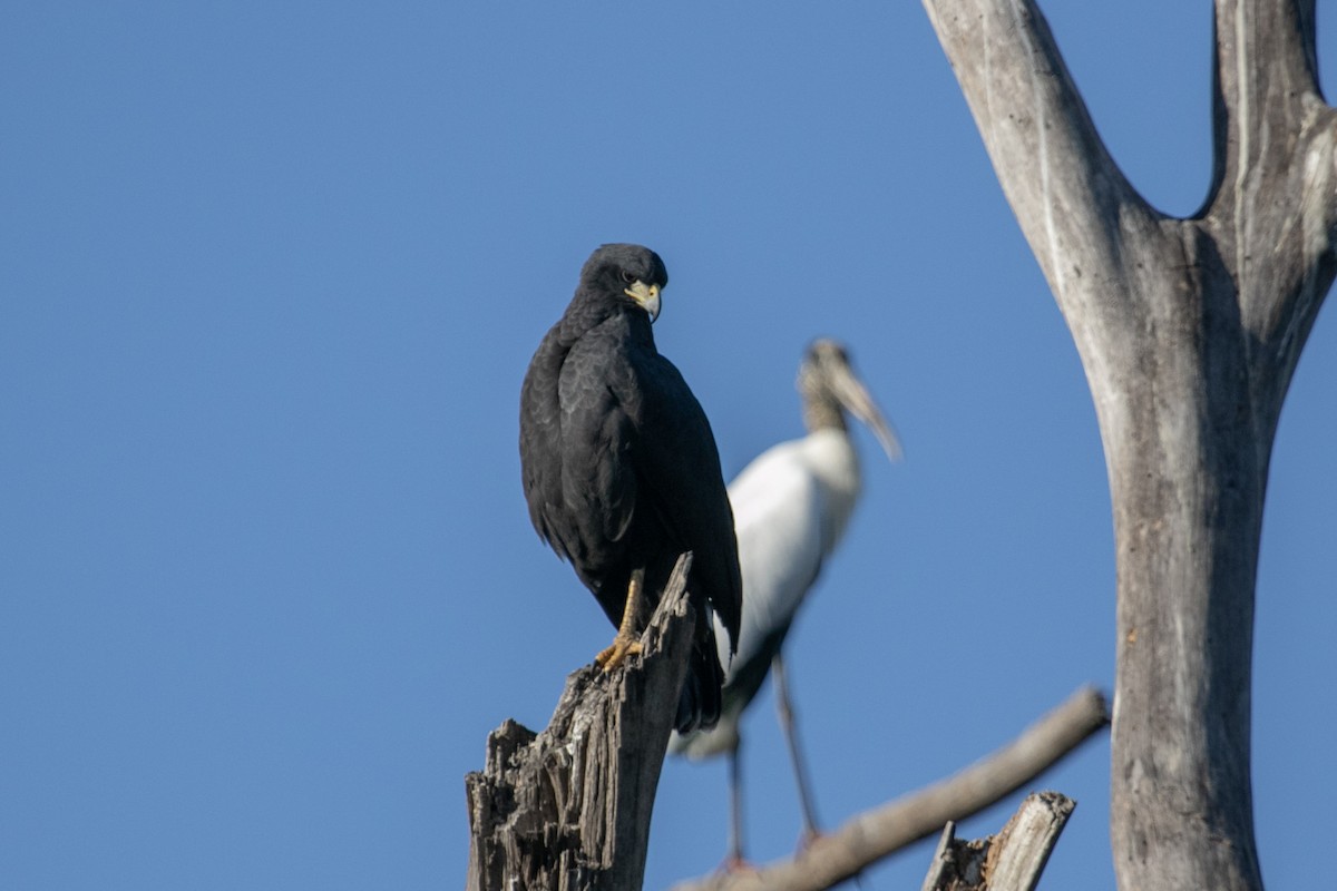 Great Black Hawk (Southern) - ML644179424