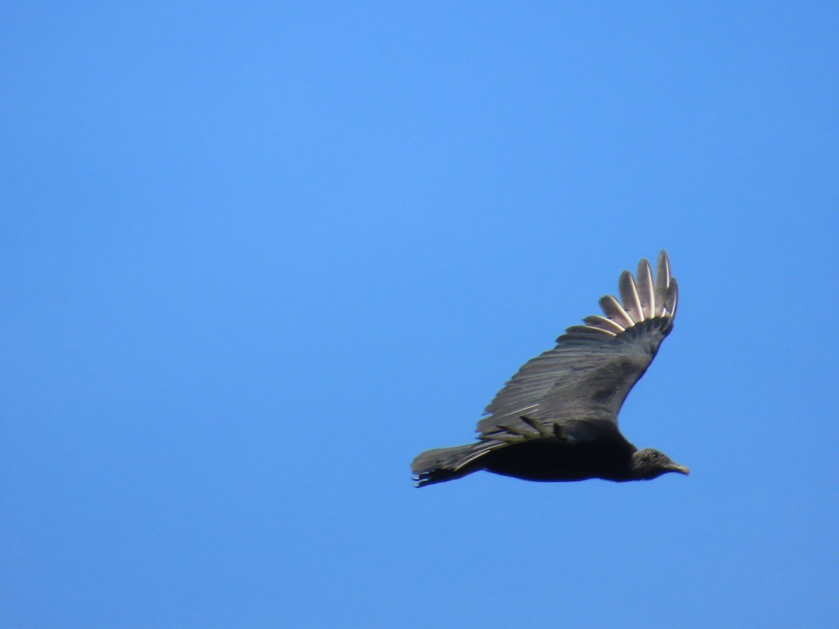 Black Vulture - ML644179468