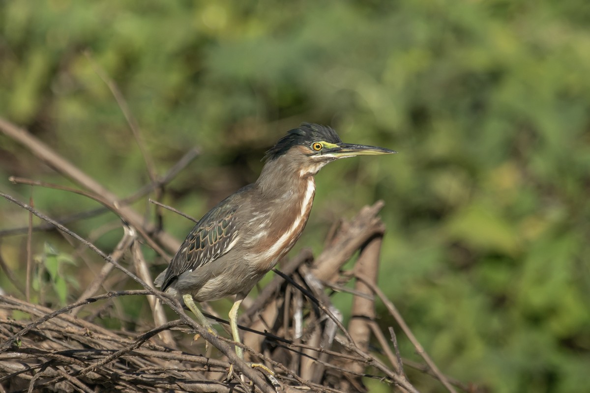 Striated Heron - ML644179480