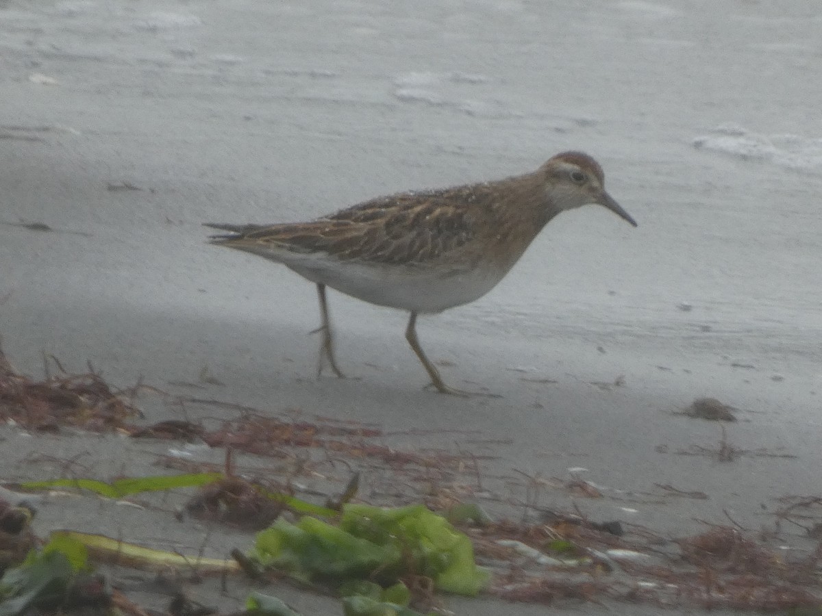 Sharp-tailed Sandpiper - ML644179488