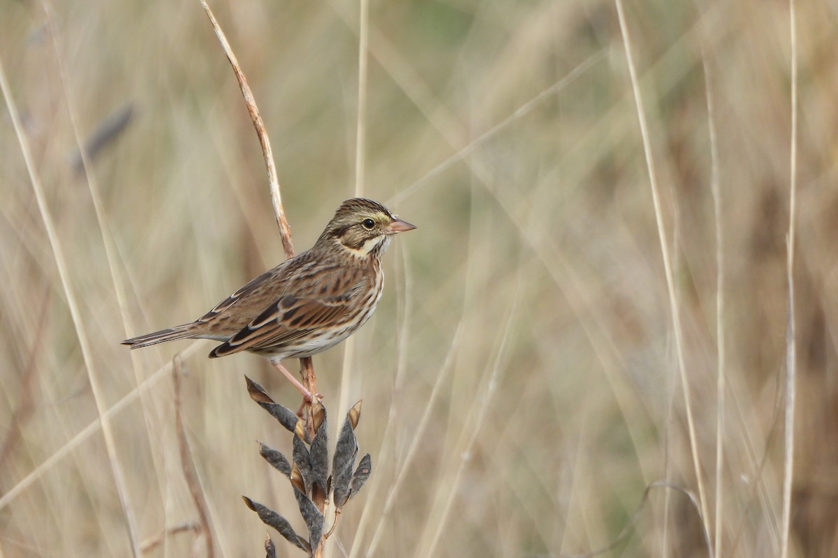 Savannah Sparrow - ML644179500