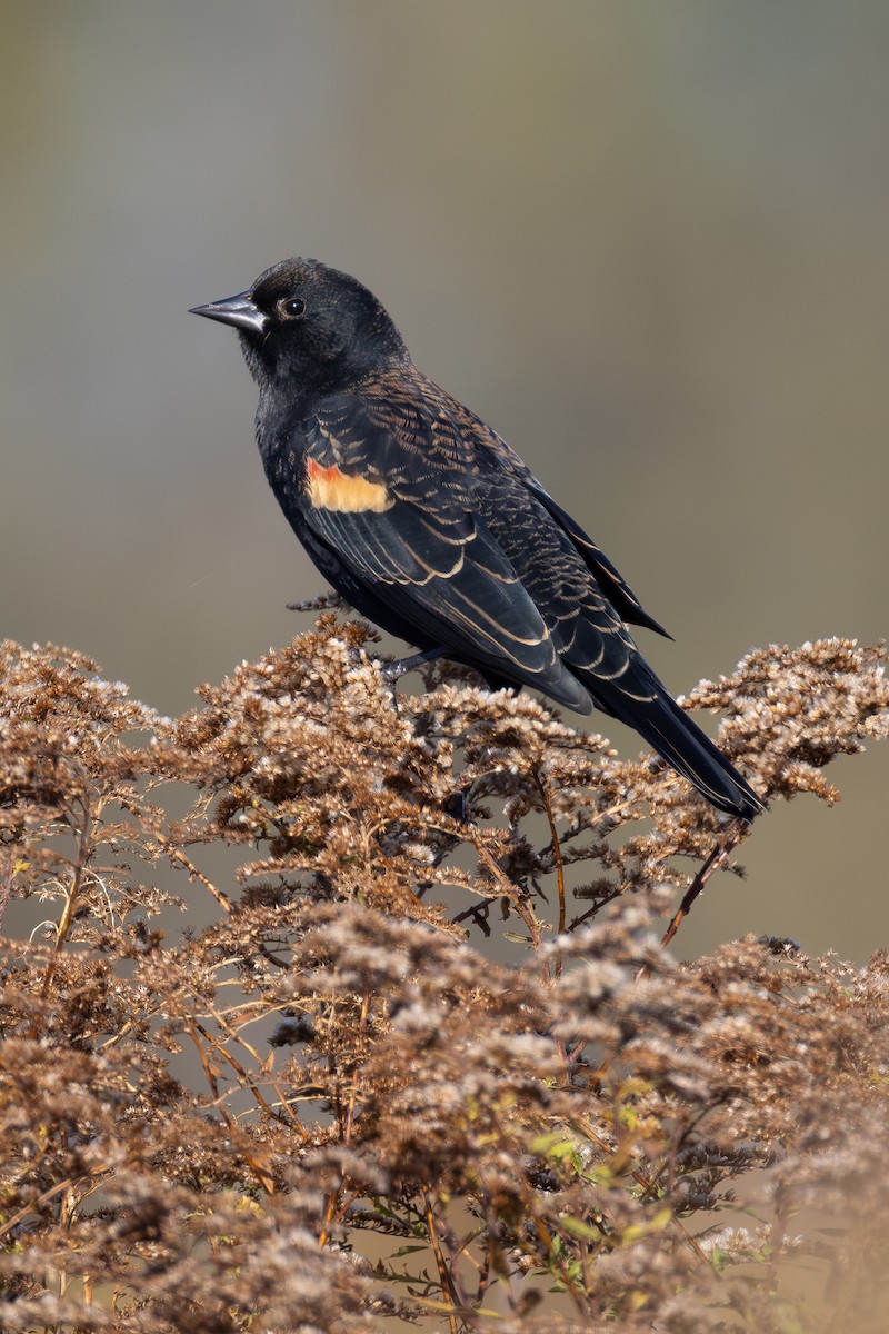 Red-winged Blackbird - ML644179501