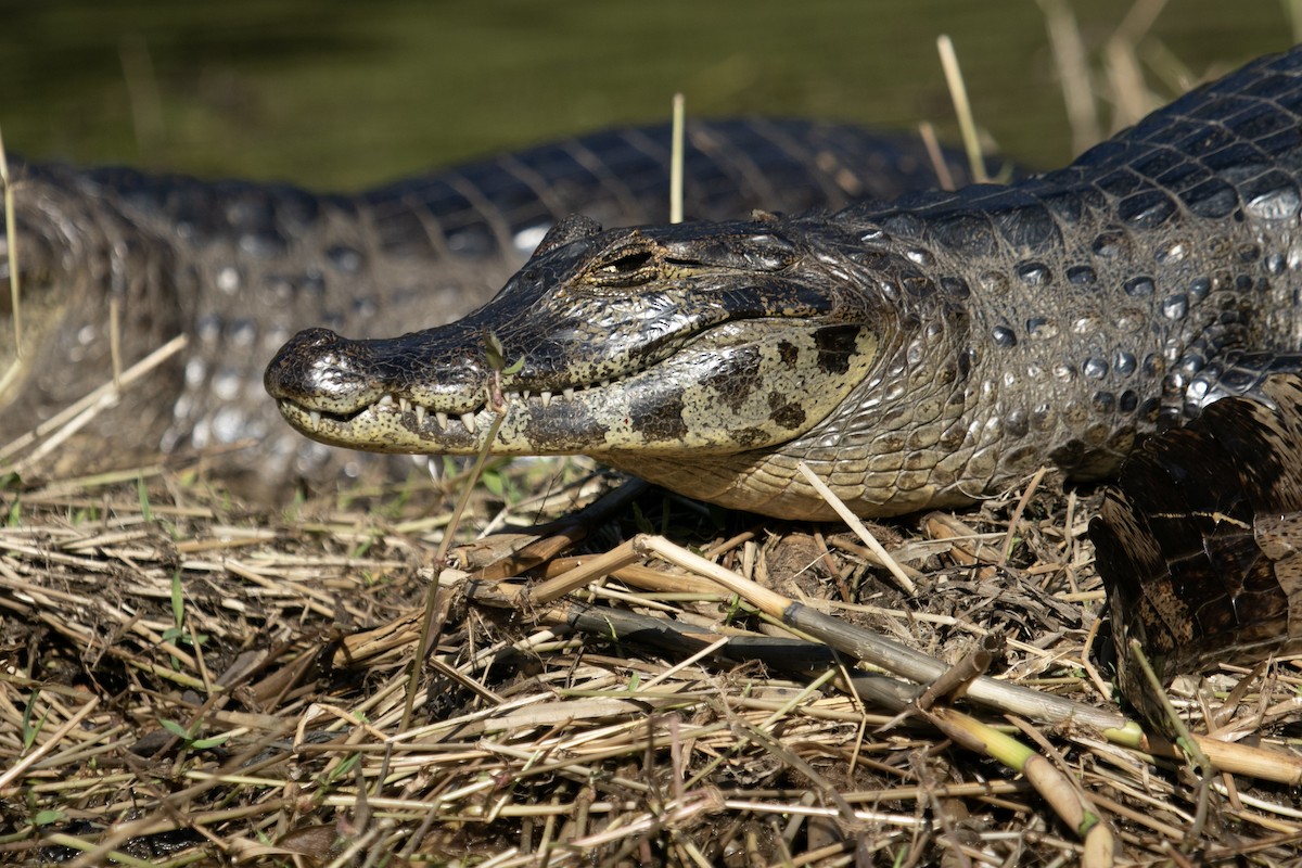 Yacare Caiman - ML644179505