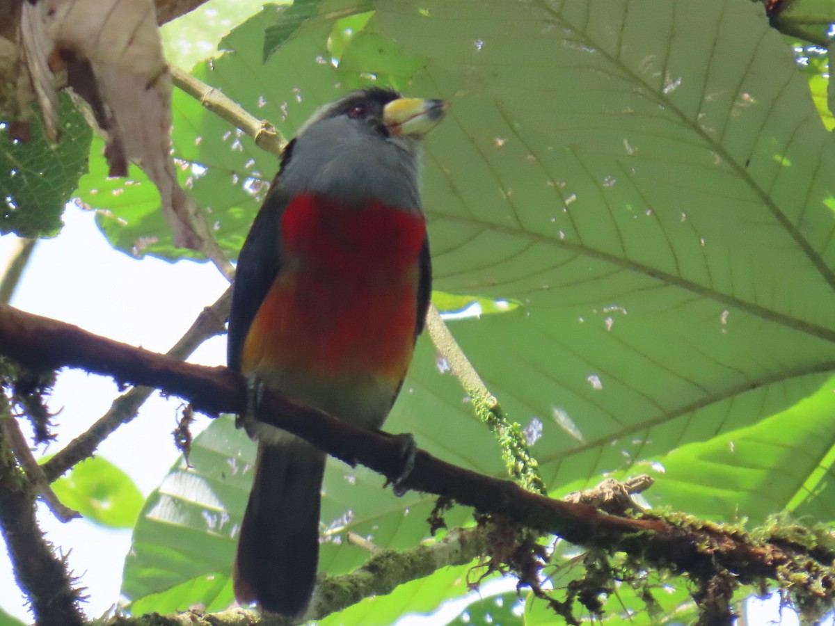 bradáček tukaní - ML644179515