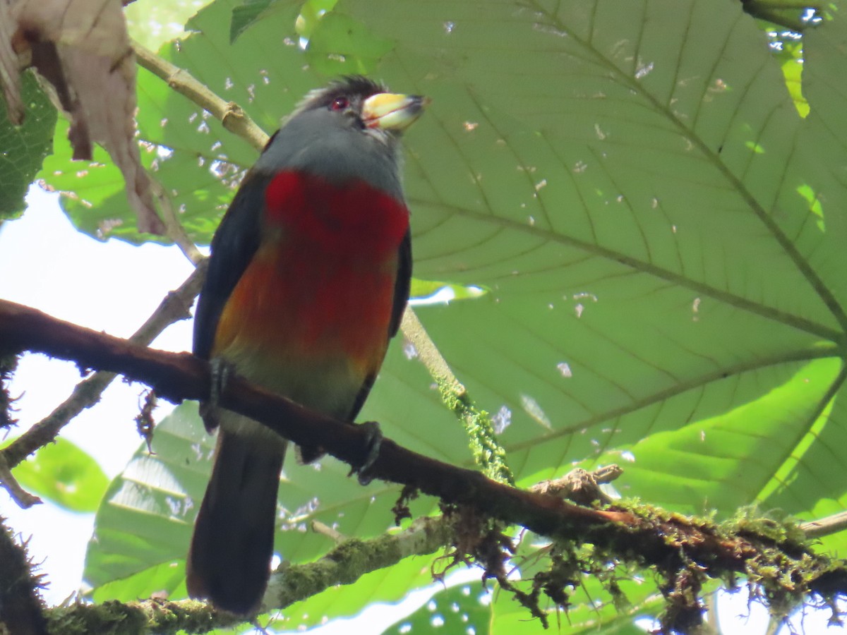 bradáček tukaní - ML644179523