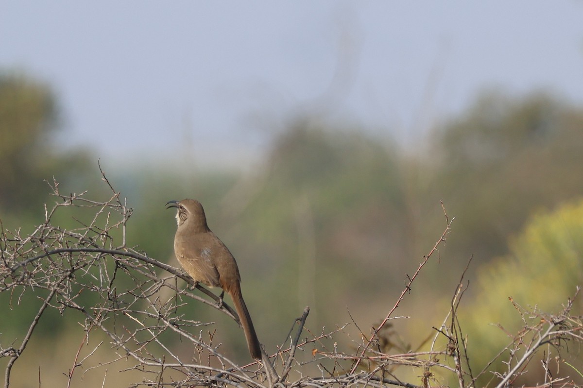 Kalifornienspottdrossel - ML644179525