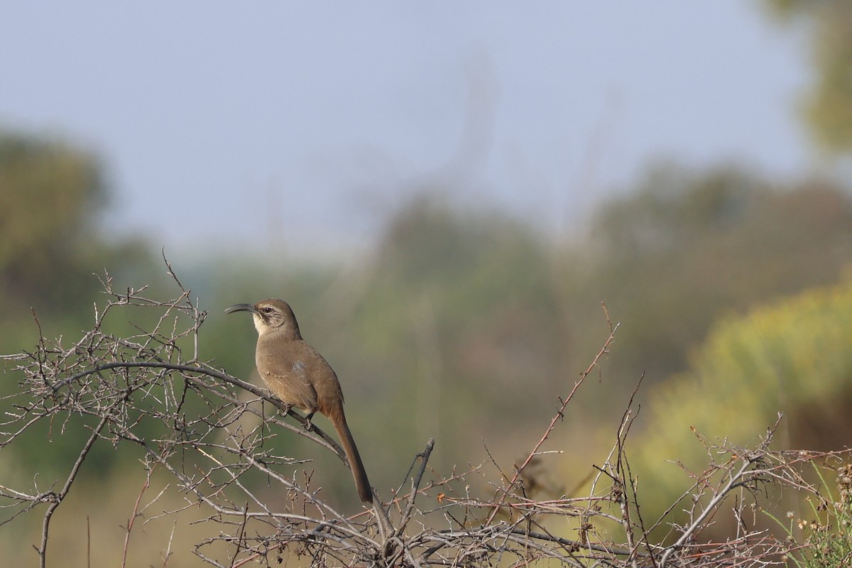 Kalifornienspottdrossel - ML644179526