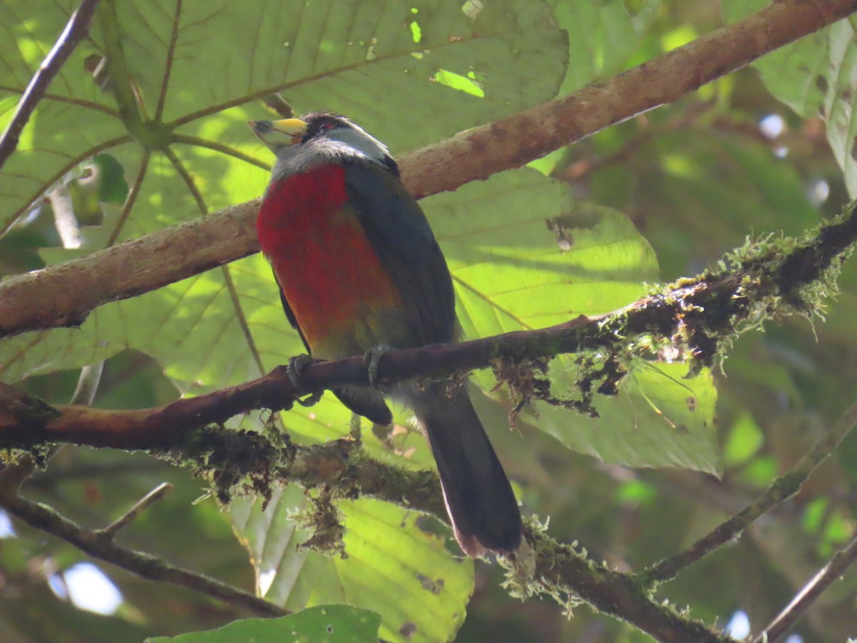 bradáček tukaní - ML644179535