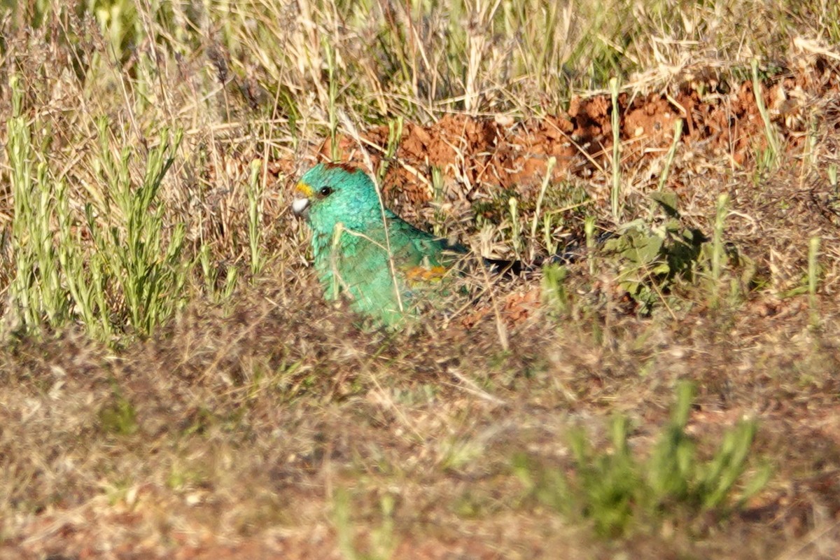 Mulga Parrot - ML644179537