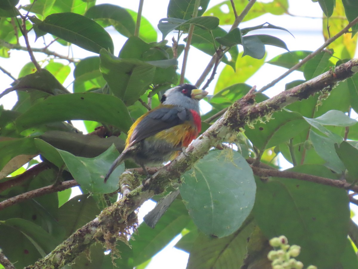 bradáček tukaní - ML644179542