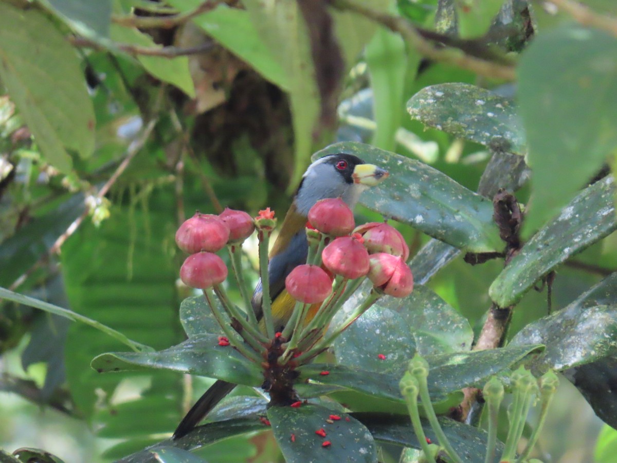 bradáček tukaní - ML644179548