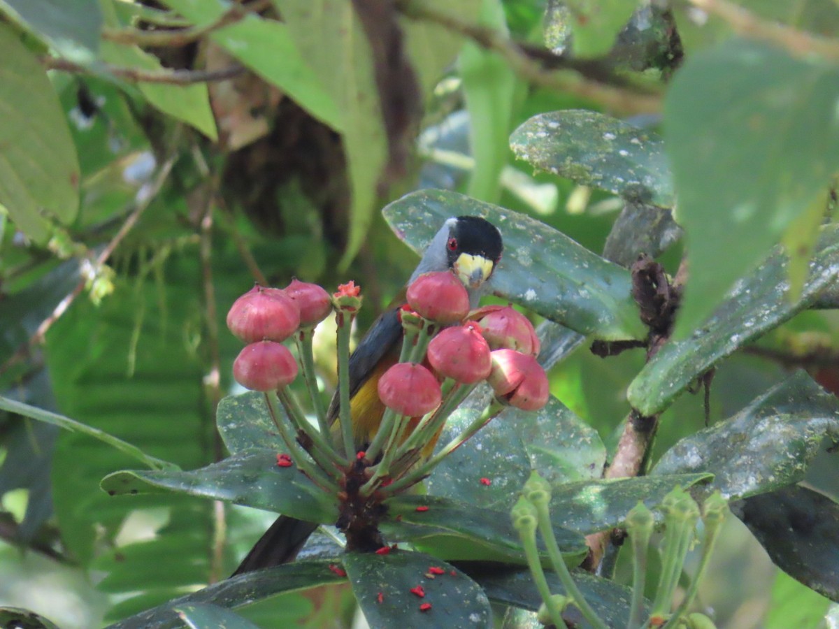 bradáček tukaní - ML644179555