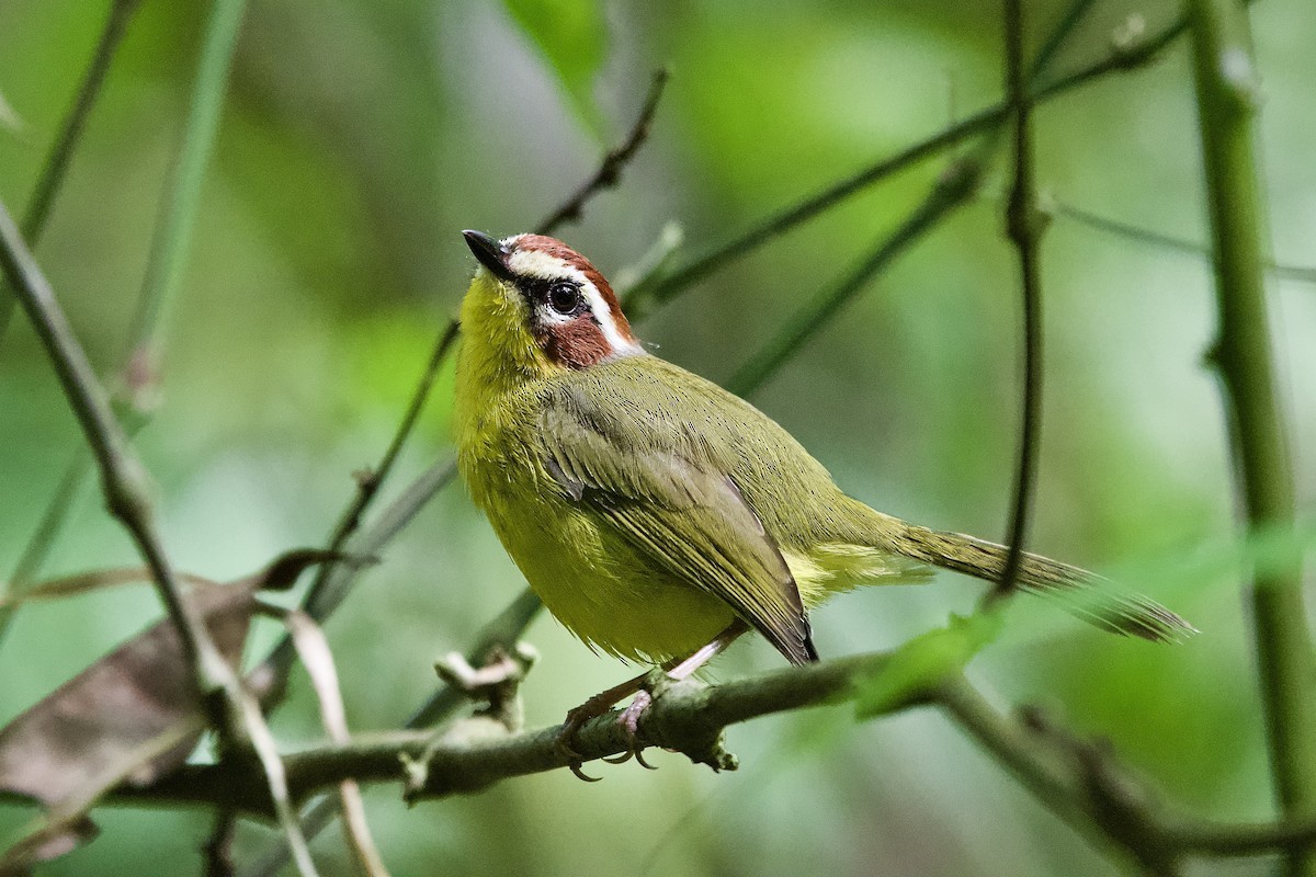 Chestnut-capped Warbler - ML644179577