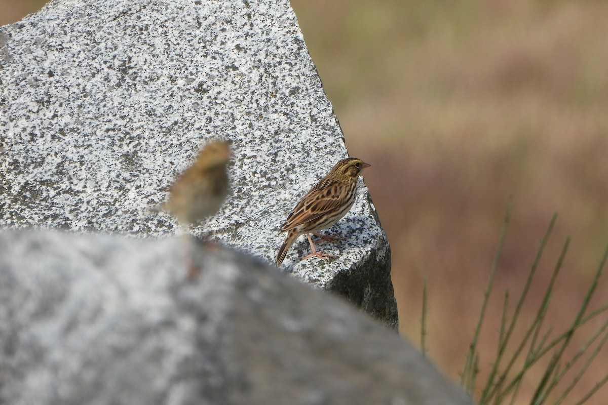Savannah Sparrow - ML644179586