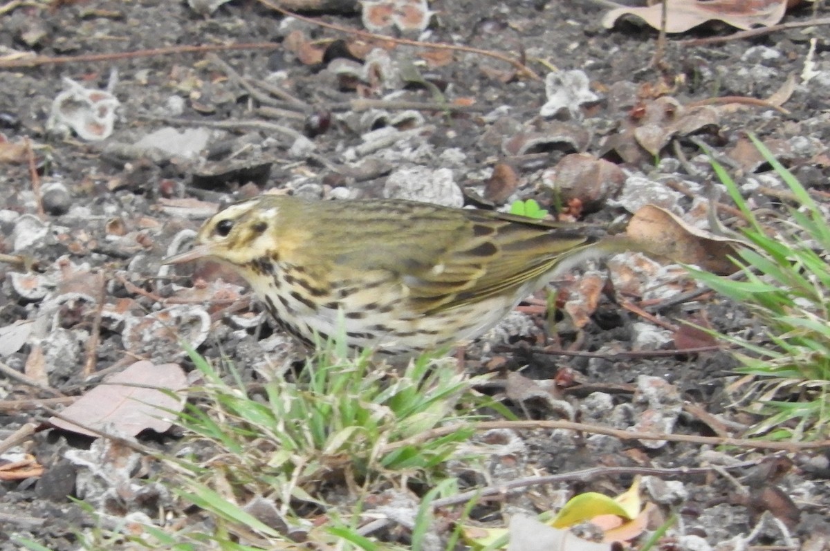 Olive-backed Pipit - ML644179590