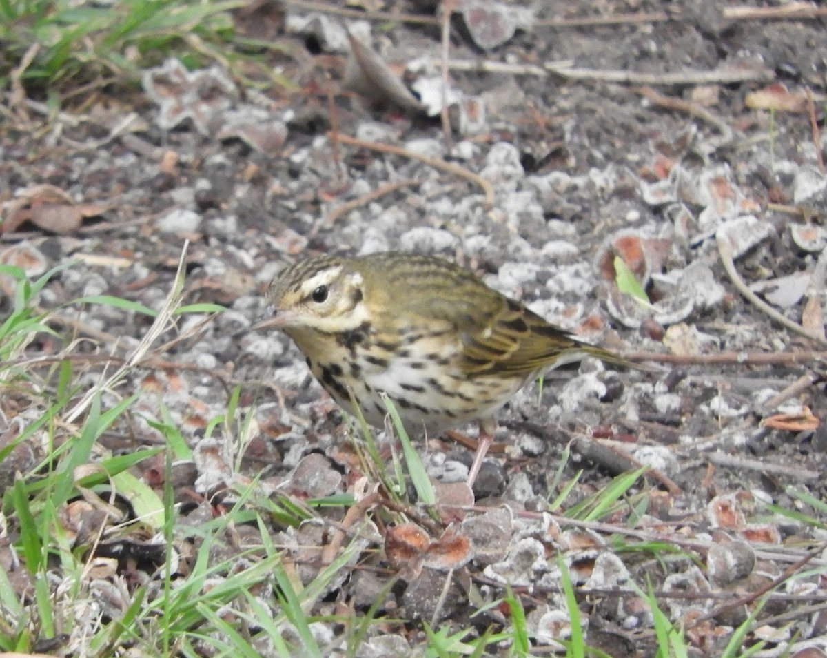 Olive-backed Pipit - ML644179591
