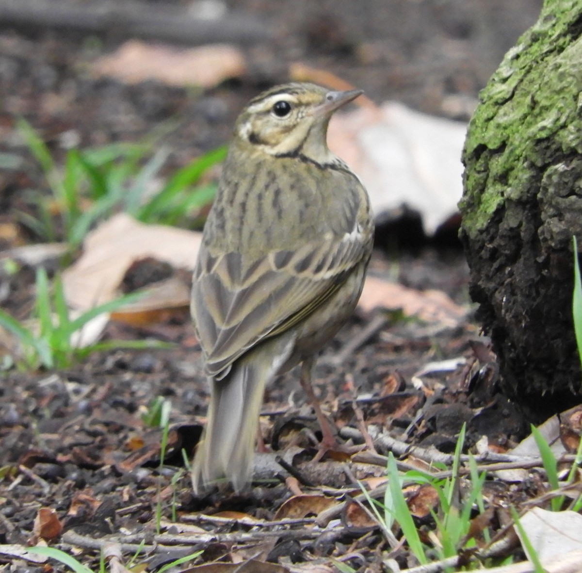 Olive-backed Pipit - ML644179593