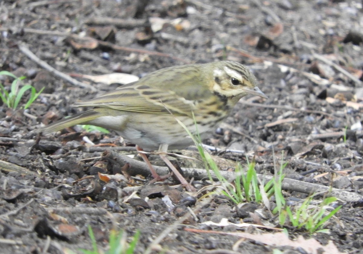 Olive-backed Pipit - ML644179595