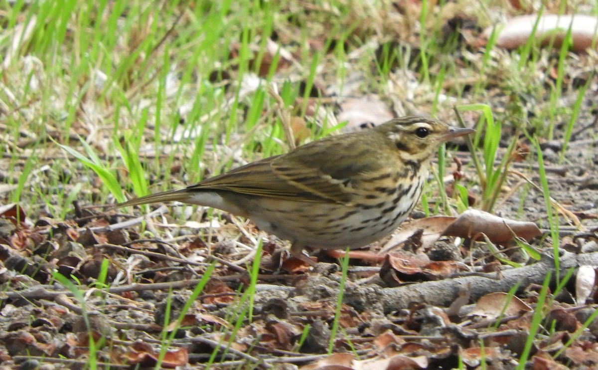 Olive-backed Pipit - ML644179596