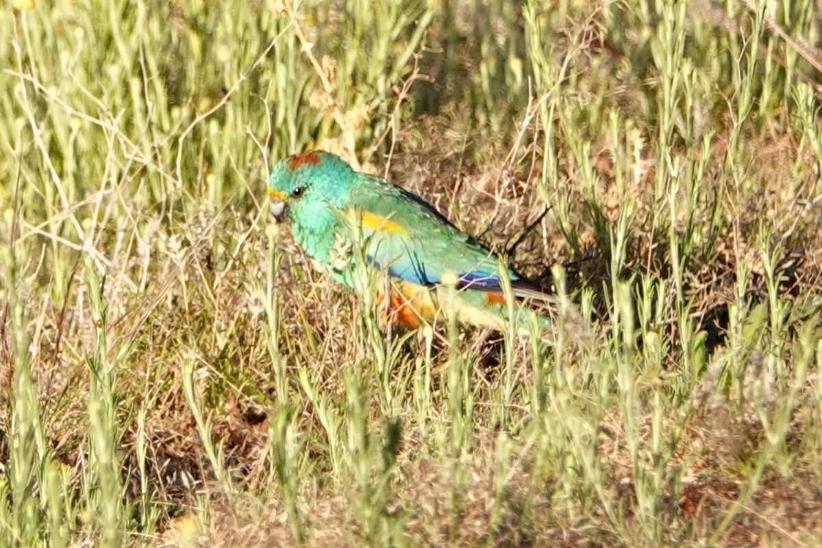 Mulga Parrot - ML644179626