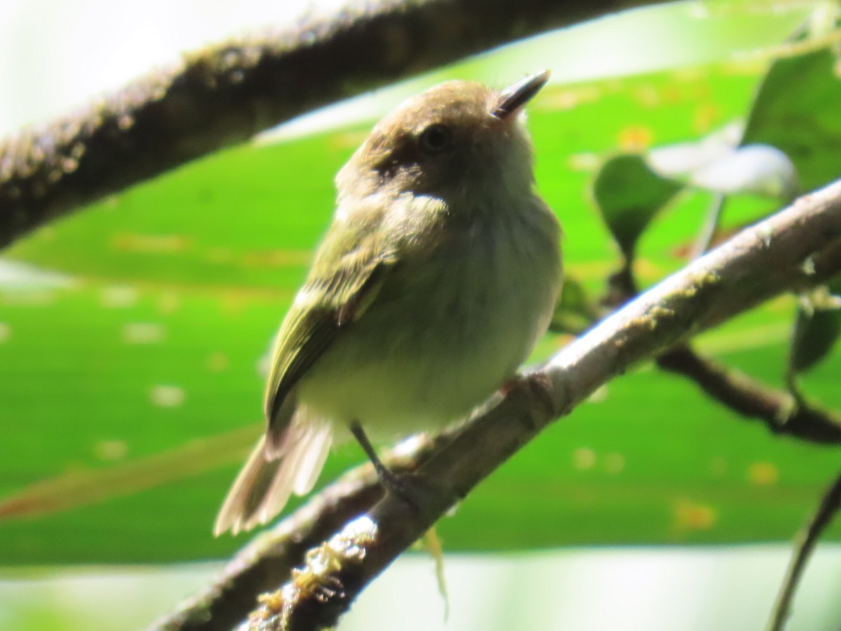 Scale-crested Pygmy-Tyrant - ML644179632