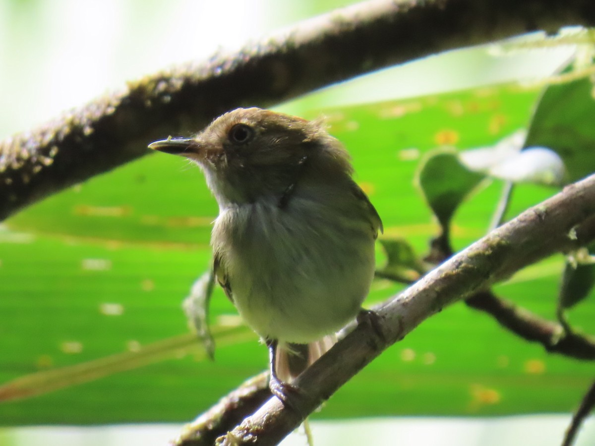 Scale-crested Pygmy-Tyrant - ML644179633