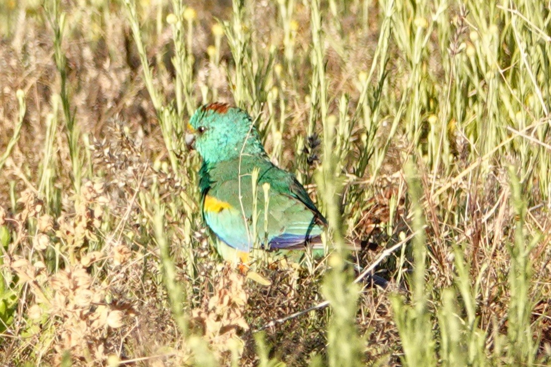 Mulga Parrot - ML644179634