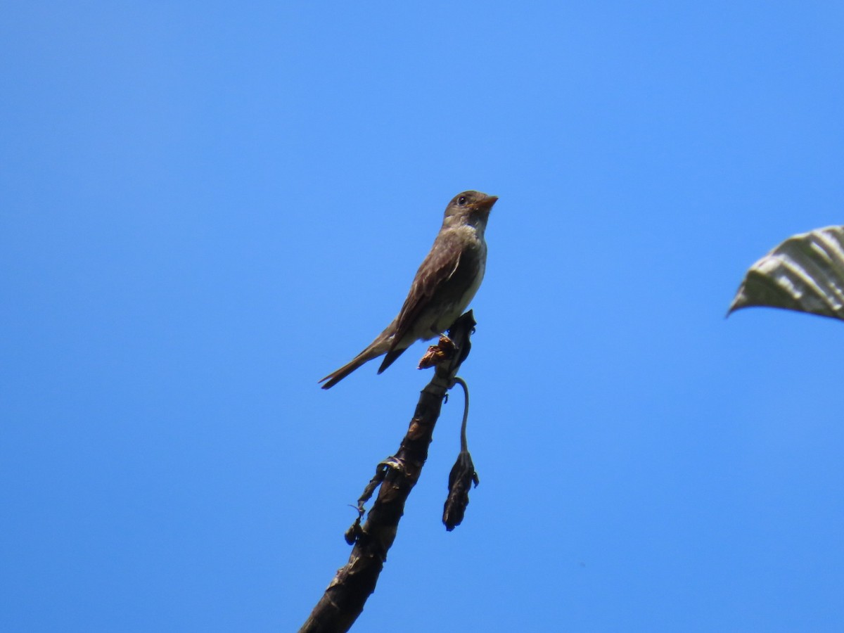 Olive-sided Flycatcher - ML644179640