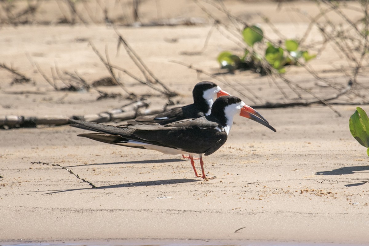 Black Skimmer - ML644179665