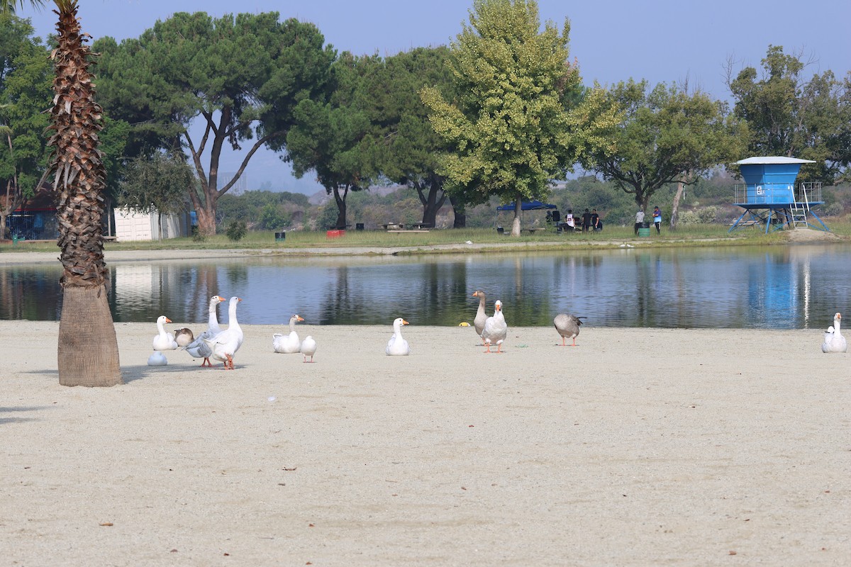 tamgås (domestisert Anser sp.) - ML644179689