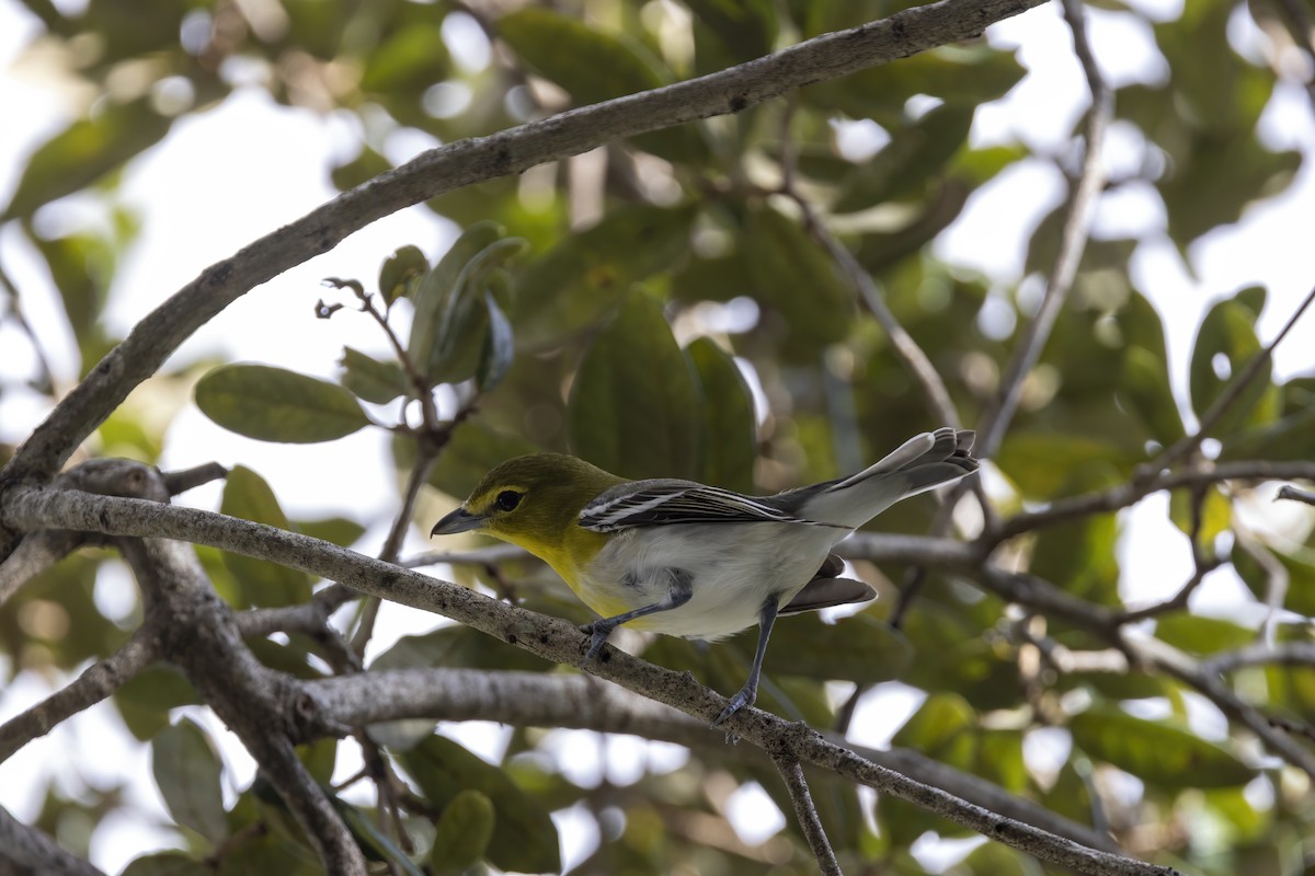 Sarı Gerdanlı Vireo - ML644179695
