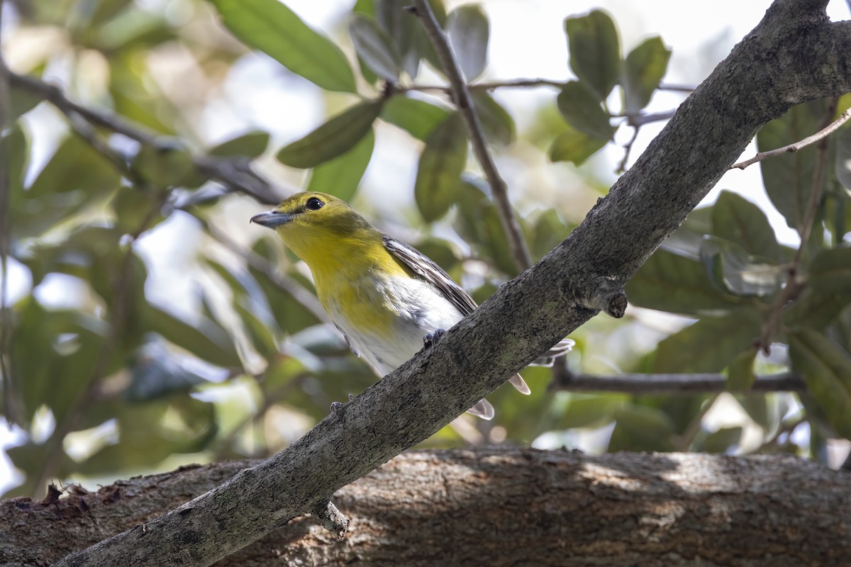 Sarı Gerdanlı Vireo - ML644179701
