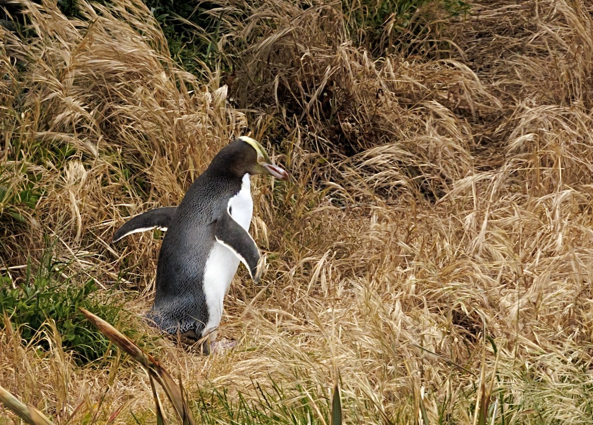 Yellow-eyed Penguin - ML644179705
