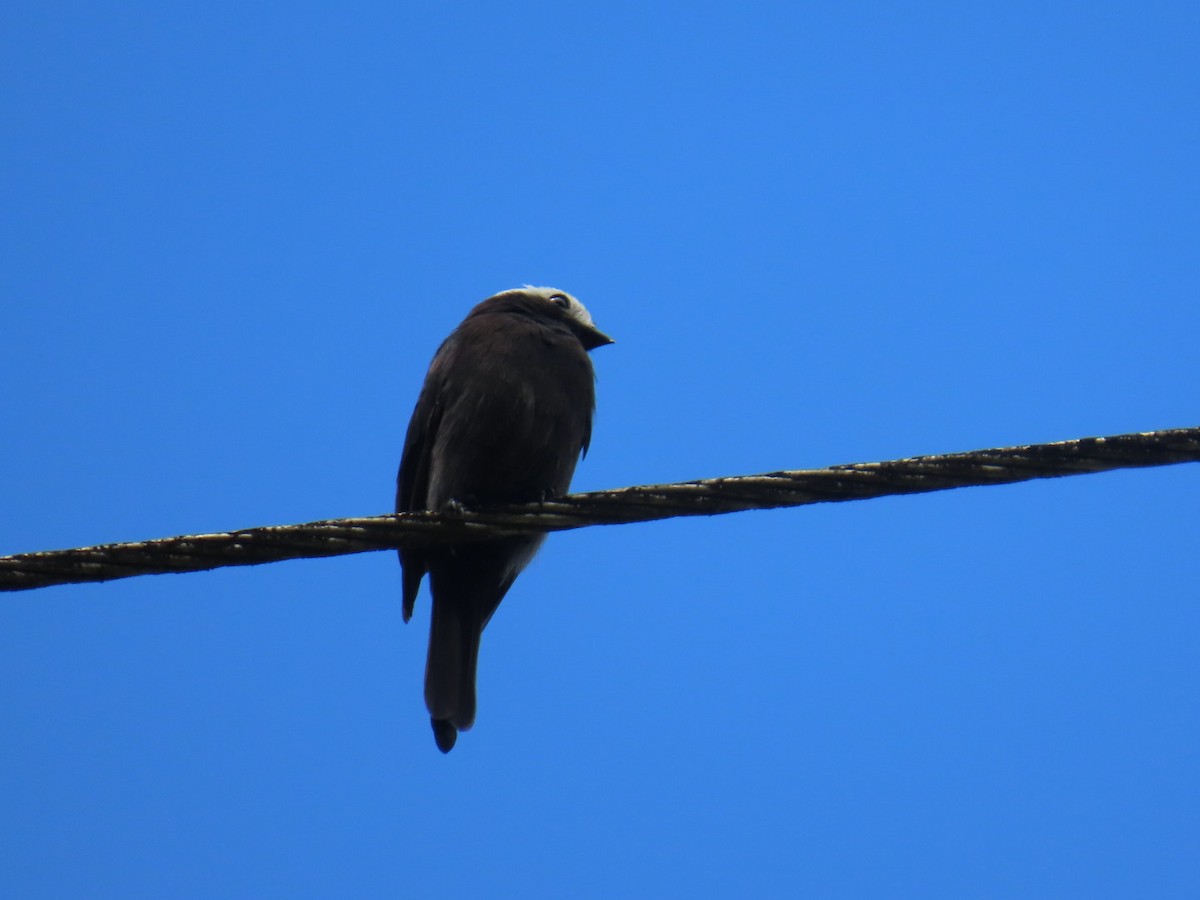 Moucherolle à longs brins - ML644179706