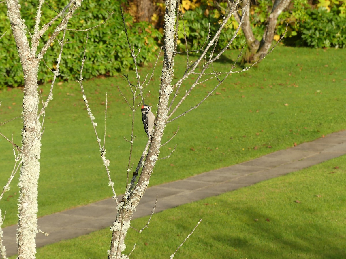 Downy Woodpecker - ML644179760