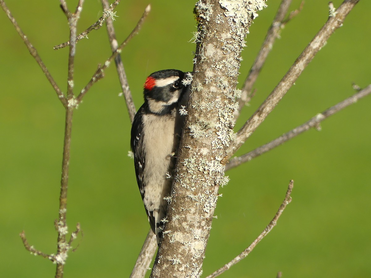 Downy Woodpecker - ML644179761